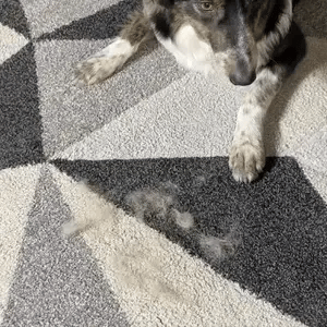 Magic Brush™ - Huisdierhaar Verwijderaar voor Textiel