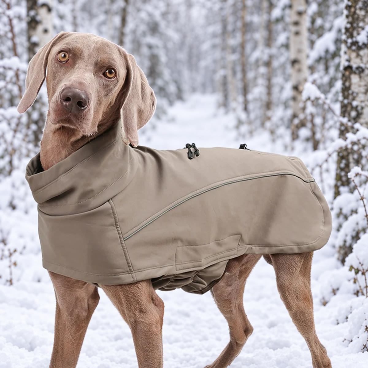 Hond in een kakikleurige hondenjas met hoge kraag op een besneeuwd bospad
