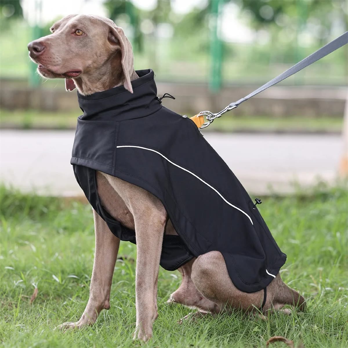 Hond in een zwarte hondenjas met reflecterende bies, riem vast door de opening op de rug