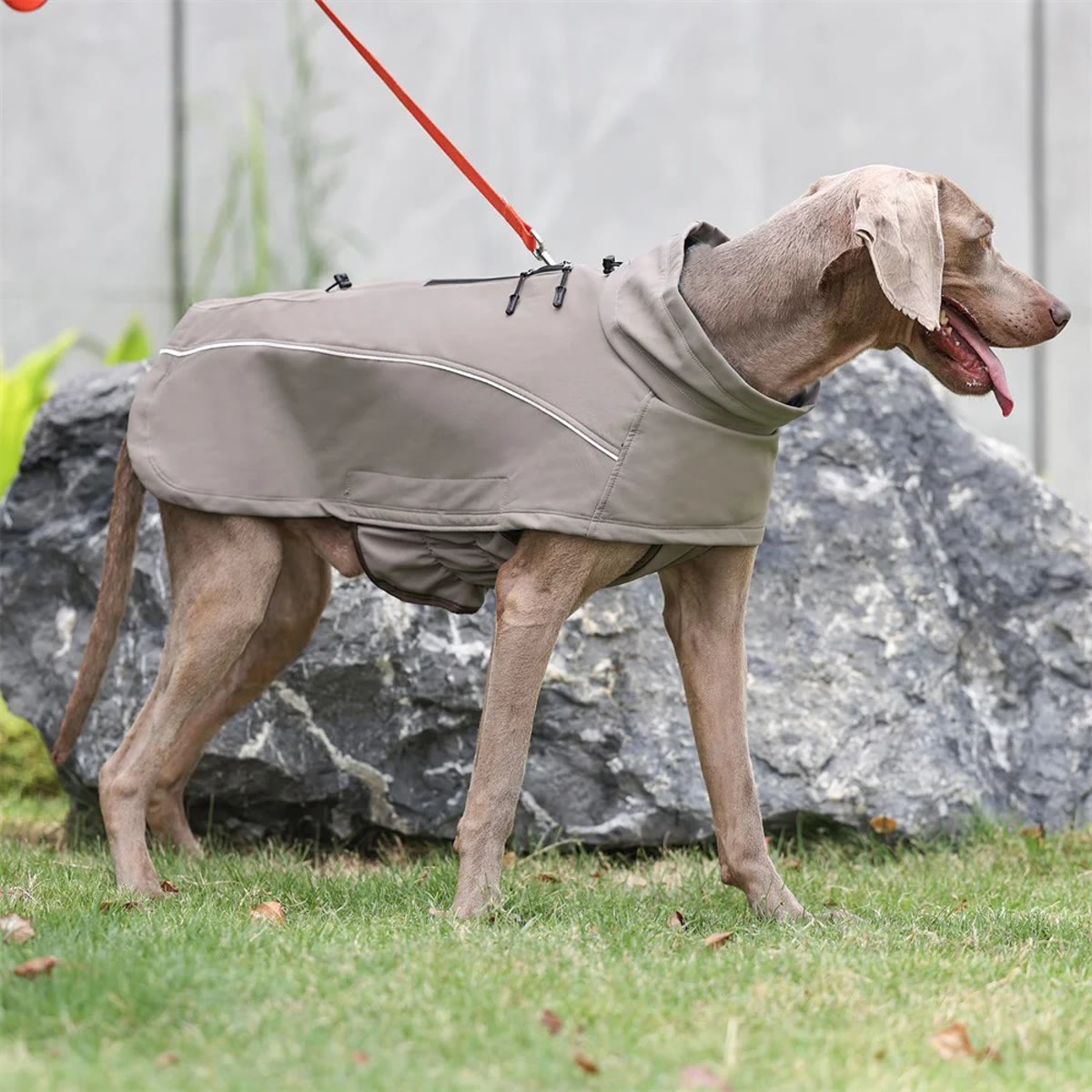 Hond in een kakikleurige hondenjas van opzij voor een rots, met reflecterende bies langs de zijkant