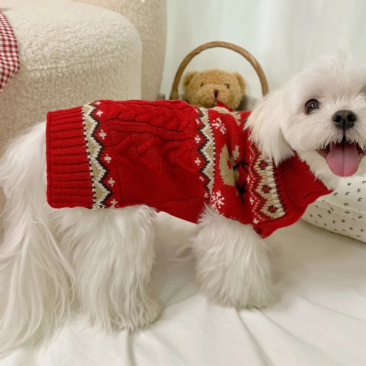Klein wit hondje in een rode kersttrui met rendieren en kabelsteek