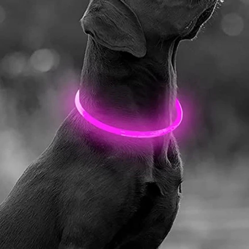 Zwarte hond met een roze lichtgevende halsband die rondom de nek oplicht