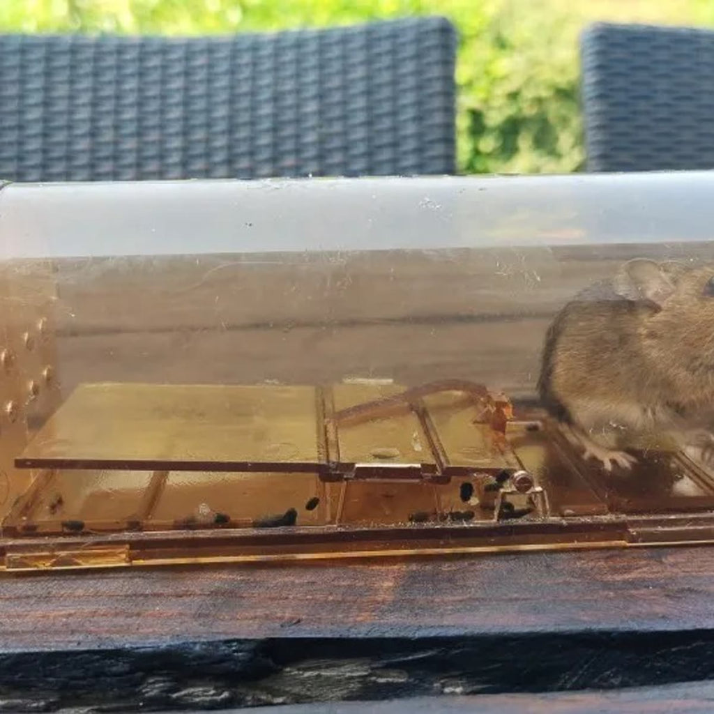 De muizenval op een donkere tuintafel met een levende muis erin, van opzij gezien met het wipplaatje zichtbaar