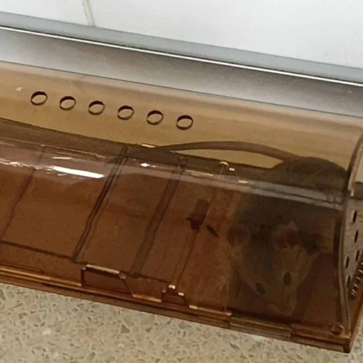 De muizenval op een licht aanrecht tegen een witte muur, met een rij luchtgaatjes aan de bovenkant en een muis achterin