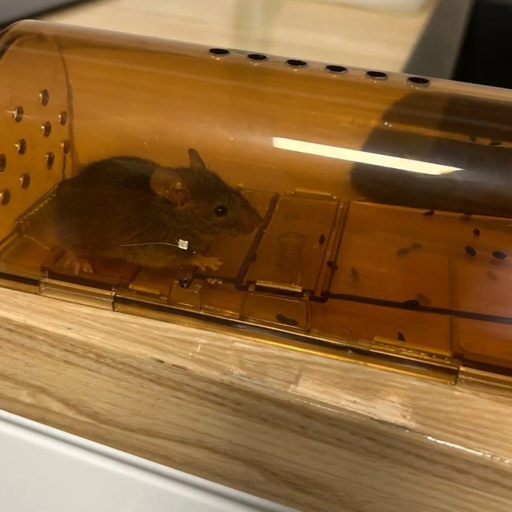 Close-up van de muizenval op een eikenhouten aanrecht, met een muis achter het bruine plastic