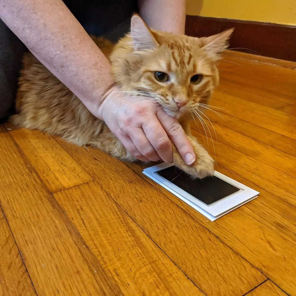 Kat waarvan de poot op een houten vloer op het stempelkussen wordt gedrukt