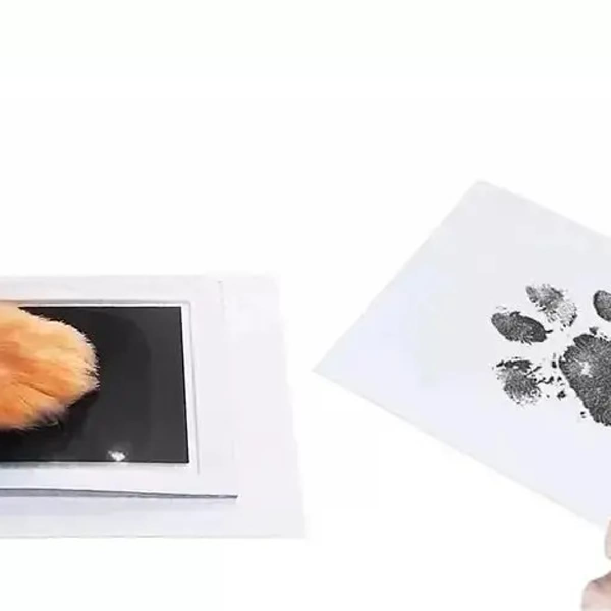 Poot die op het stempelkussen wordt gedrukt, en het kaartje met de afgewerkte pootafdruk
